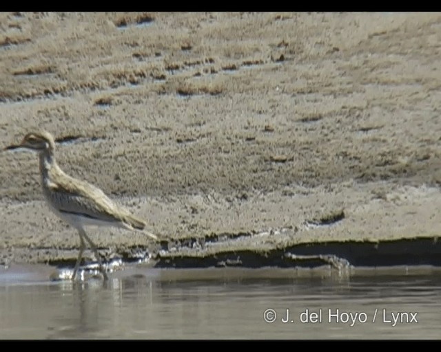 Senegal Thick-knee - ML201263161