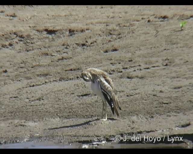 Senegal Thick-knee - ML201263171