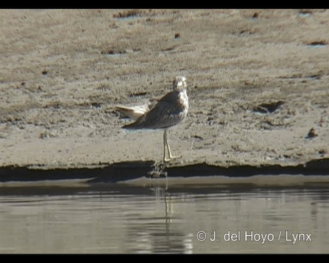 Senegal Thick-knee - ML201263181