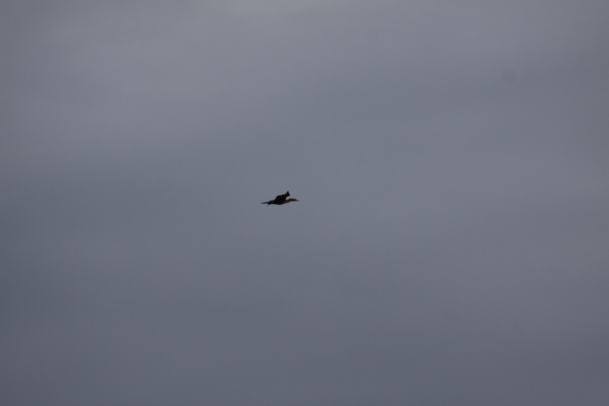 Double-crested Cormorant - ML20126321