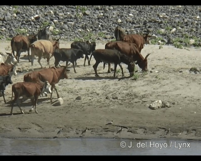 Alcaraván Senegalés - ML201263211