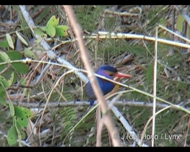 African Pygmy Kingfisher - ML201263221