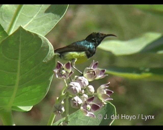 カワリタイヨウチョウ（venustus グループ） - ML201263251