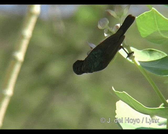 Разноцветная нектарница [группа venustus] - ML201263261