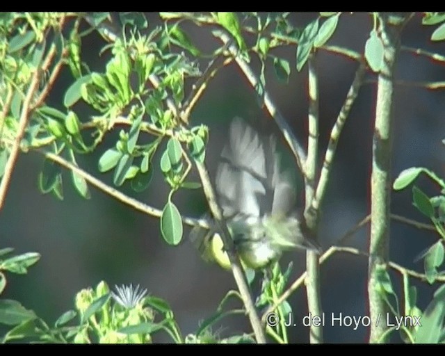 カワリタイヨウチョウ（venustus グループ） - ML201263271