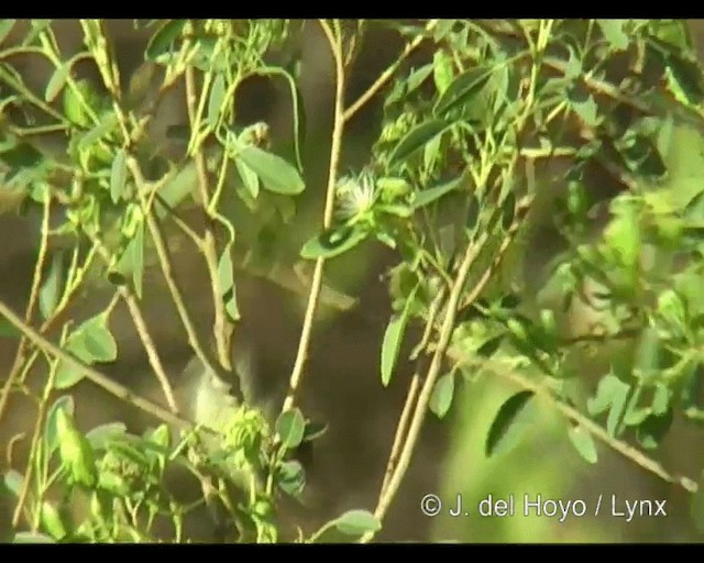 Variable Sunbird (Yellow-bellied) - ML201263281