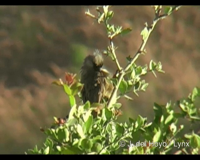 Pájaro Ratón Común - ML201263301