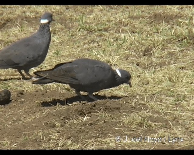 シロエリカワラバト - ML201263311