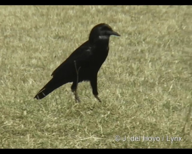 Cape Crow - ML201263351