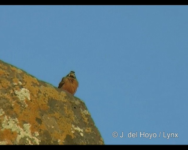 Cinnamon-breasted Bunting - ML201263371