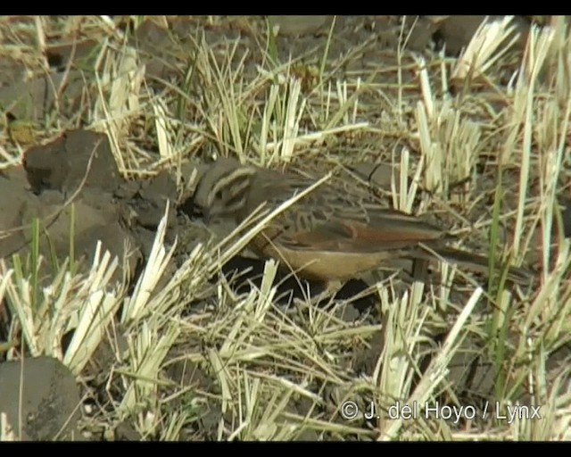 Cinnamon-breasted Bunting - ML201263381