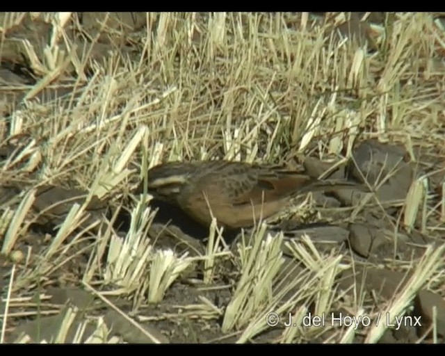 Cinnamon-breasted Bunting - ML201263391