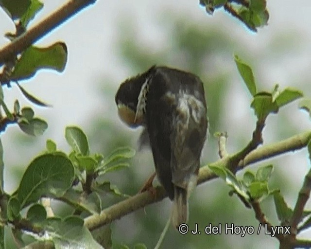 Straw-tailed Whydah - ML201263491