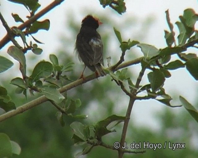 Straw-tailed Whydah - ML201263501