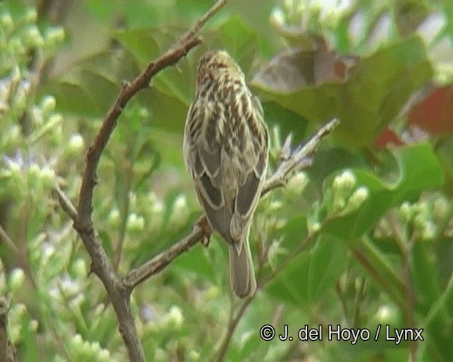 キサキスズメ - ML201263511