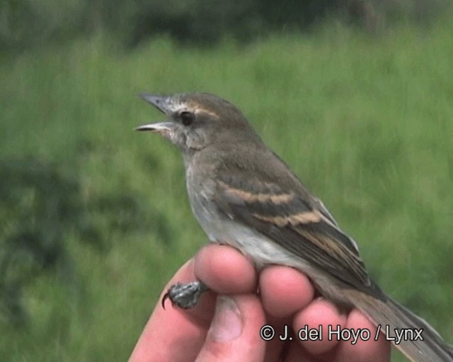 Fuscous Flycatcher - ML201263541