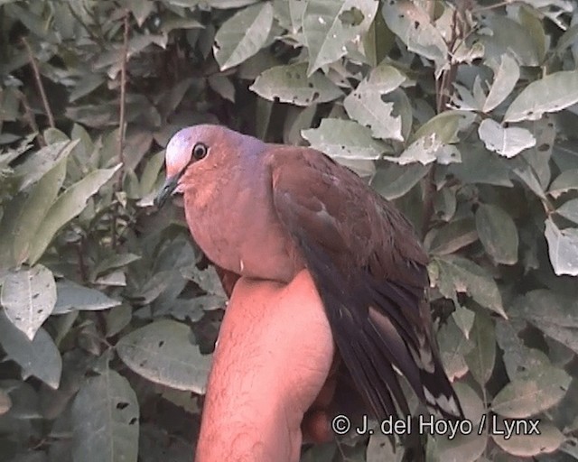 White-tipped Dove (brasiliensis Group) - ML201263561