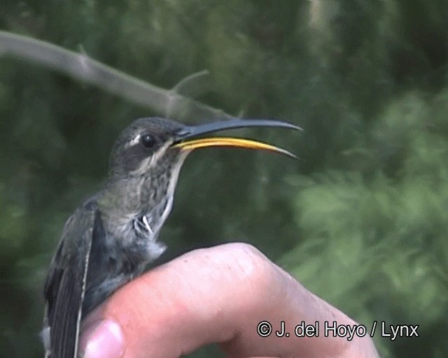 White-bearded Hermit - ML201263571