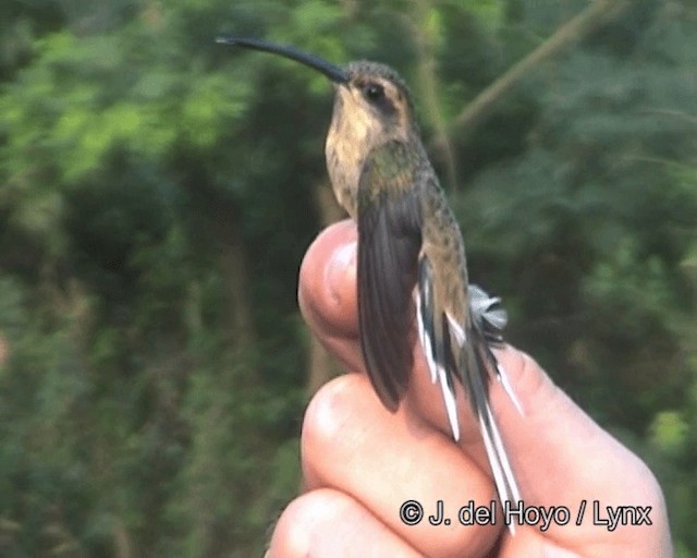 Боливийский колибри-отшельник - ML201263581