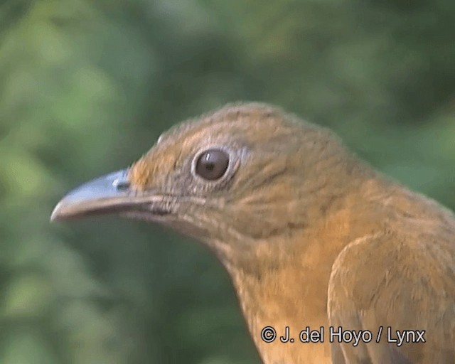 Hauxwell's Thrush - ML201263621