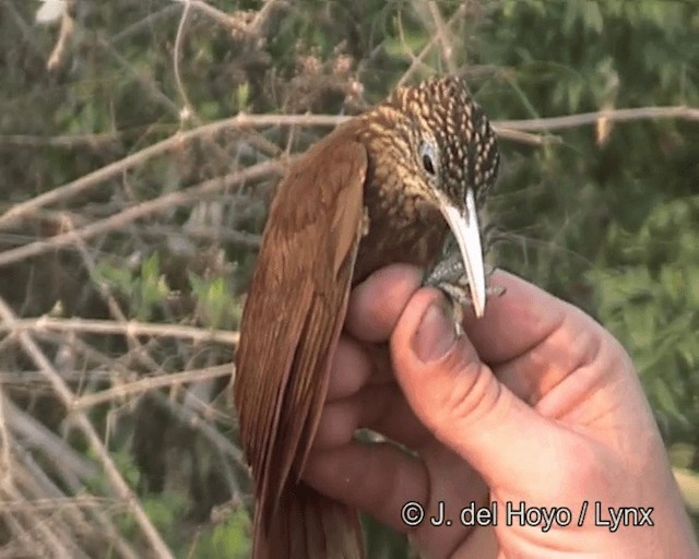 Buff-throated Woodcreeper (Lafresnaye's) - ML201263641