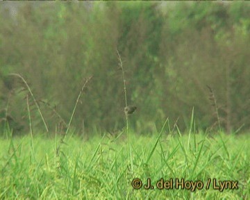 Prinia simple - ML201263651