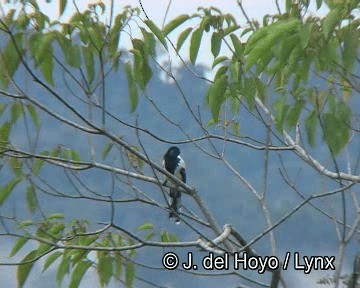 カササギフウキンチョウ - ML201263691