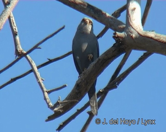 Gray Kestrel - ML201263761