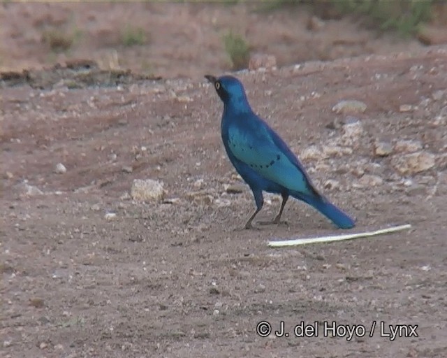 Choucador à oreillons bleus - ML201263771