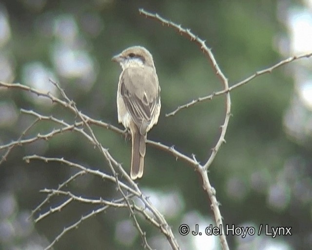 Isabelline Shrike (Daurian) - ML201263821