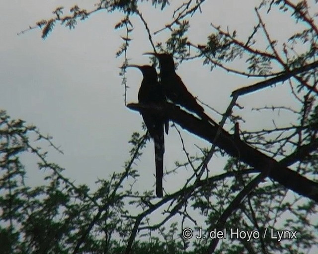 Black-billed Woodhoopoe - ML201263841