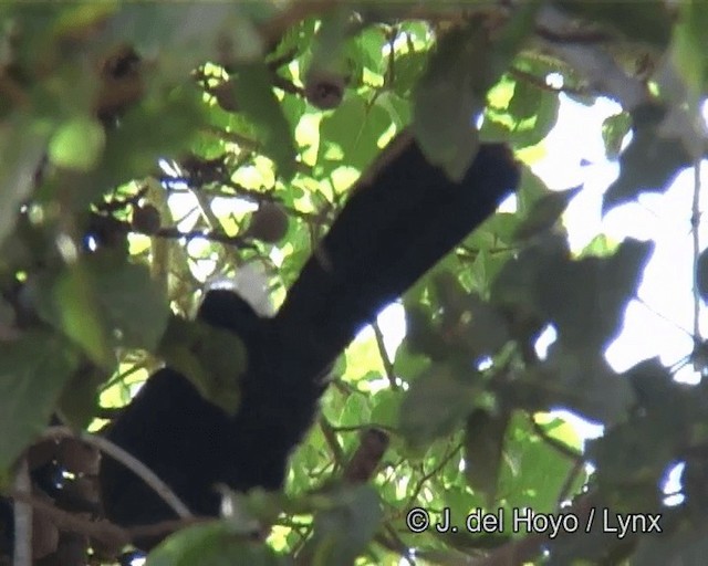 Prince Ruspoli's Turaco - ML201263881