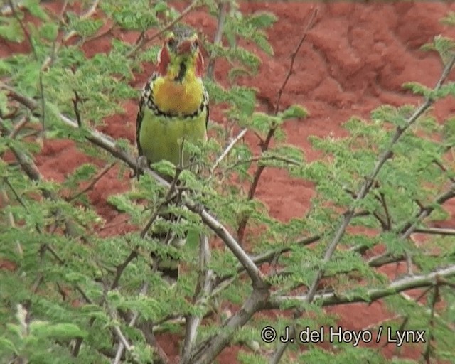 Red-and-yellow Barbet - ML201263901