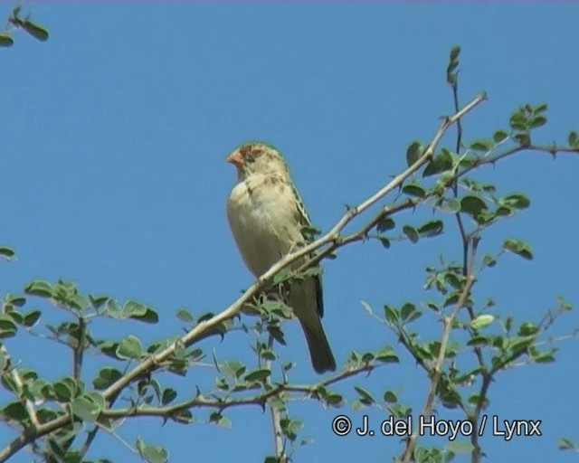 Straw-tailed Whydah - ML201263911