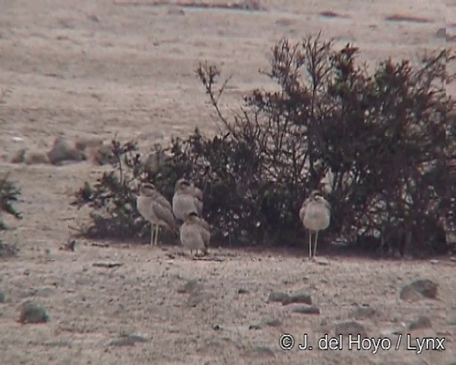 Peruvian Thick-knee - ML201263951