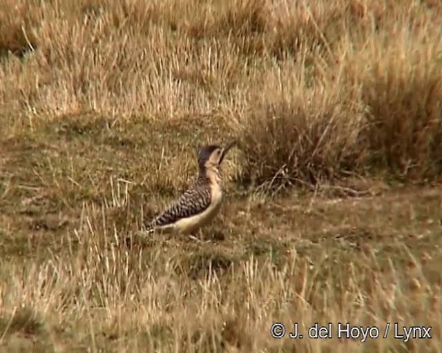 Andean Flicker - ML201263991