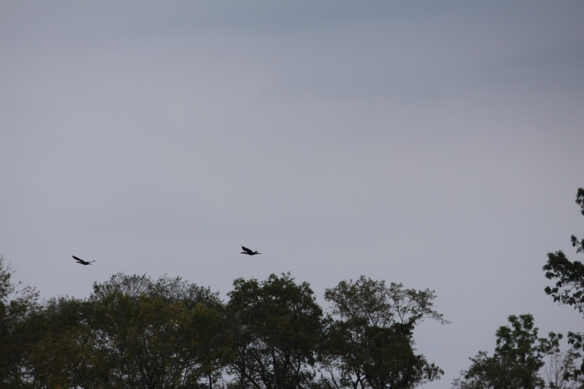 Double-crested Cormorant - ML20126401