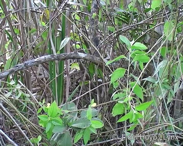 Orange-breasted Thornbird - ML201264011