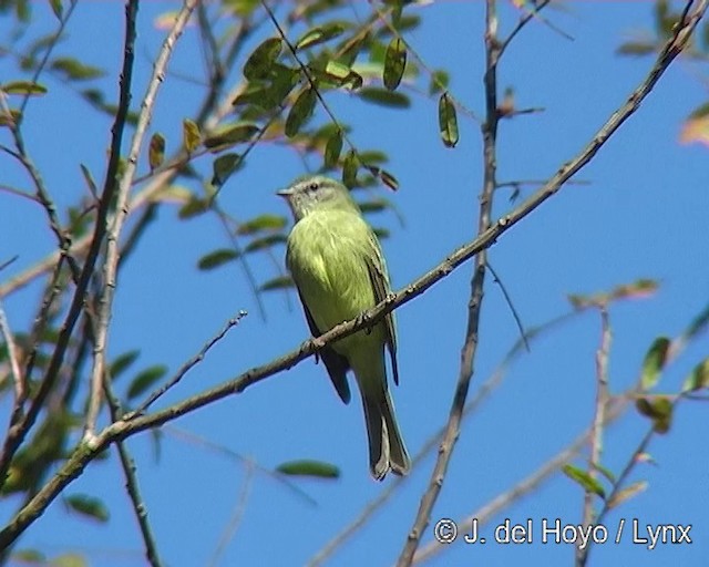 Planalto Tyrannulet - ML201264021