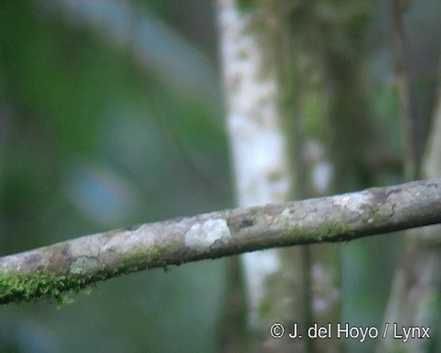 Picoplano Bigotudo (grupo mystaceus) - ML201264031