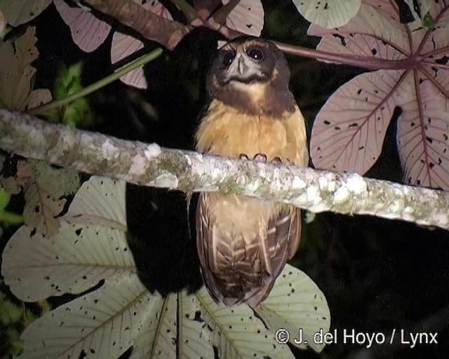 Tawny-browed Owl - ML201264041