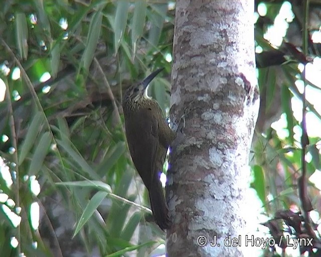 White-throated Woodcreeper - ML201264061