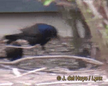 Brown-headed Cowbird - ML201264101