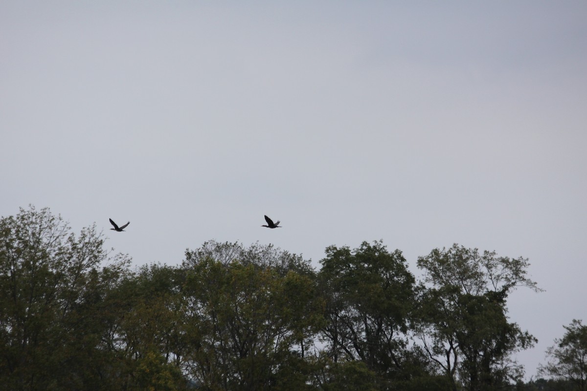 Double-crested Cormorant - ML20126411