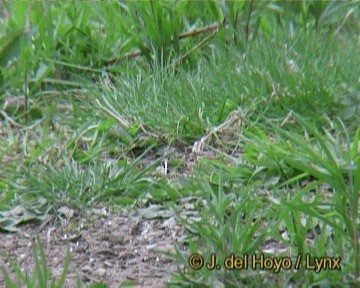 Brown-headed Cowbird - ML201264111