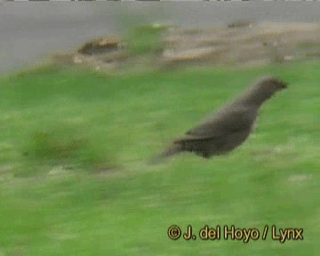 Brown-headed Cowbird - ML201264121