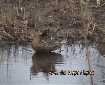lžičák pestrý - ML201264141