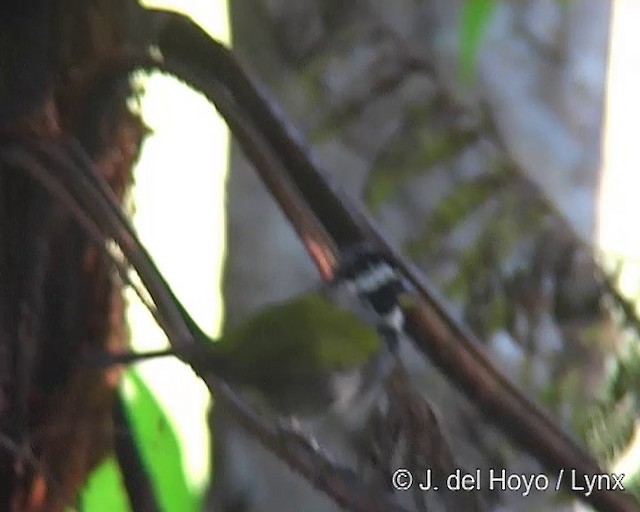 Half-collared Sparrow - ML201264171