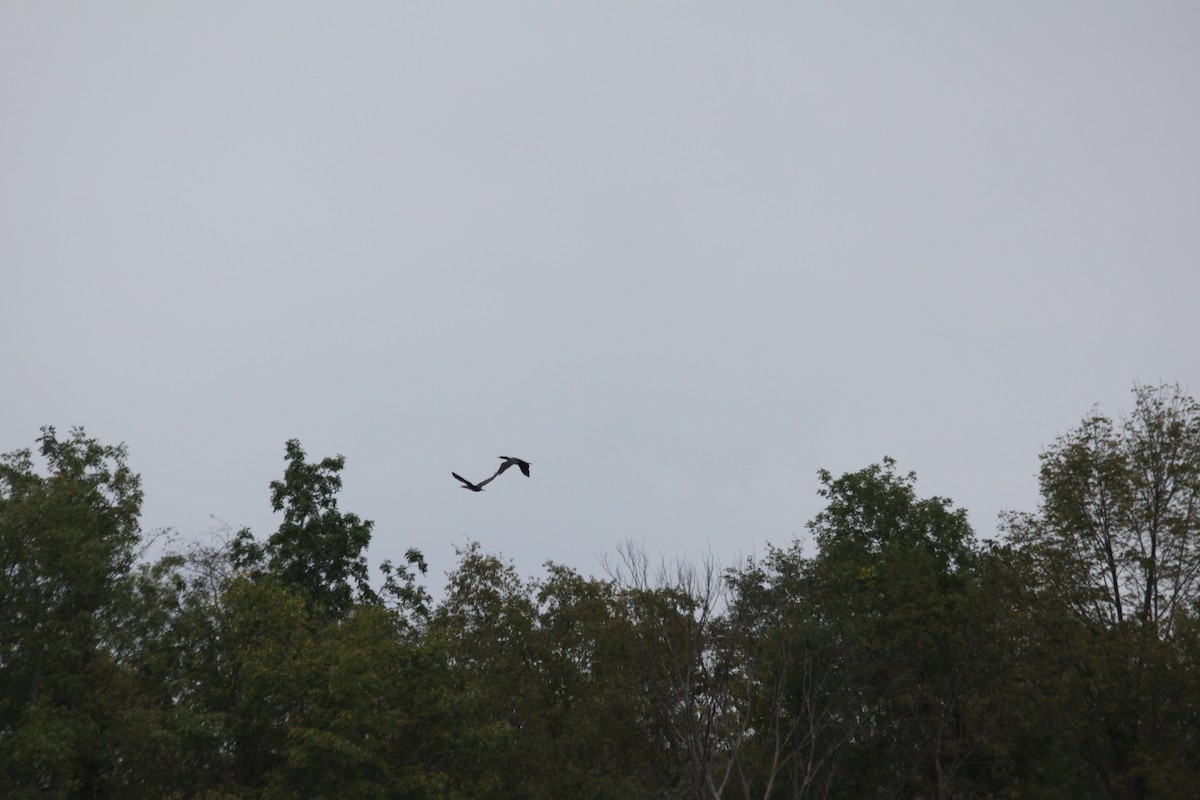 Double-crested Cormorant - ML20126421