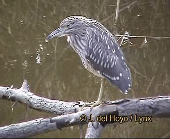 kvakoš noční (ssp. nycticorax) - ML201264231